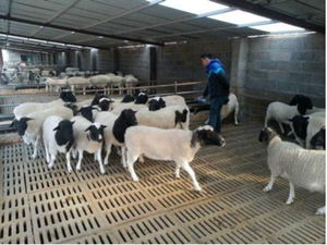 Machine à pavés stationnaire, dalle de <span class=keywords><strong>béton</strong></span> préfabriquée pour <span class=keywords><strong>allée</strong></span>, dalles de <span class=keywords><strong>béton</strong></span> pour sols de porcherie, machinerie, dalle de <span class=keywords><strong>béton</strong></span> légère - Product Image 2