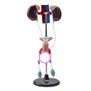 Sistema urogenitale maschile sistema di riproduzione dei genitali e urinari dei reni della vescica renale - Product Image 5