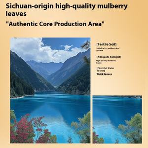本物のTongrentangブランドのハーバルサプリメント250gの桑の葉の伝統的な漢方薬 - Product Image 6