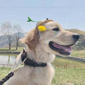 ปลอกคอหนังสำหรับสุนัขแมว - Product Image 5