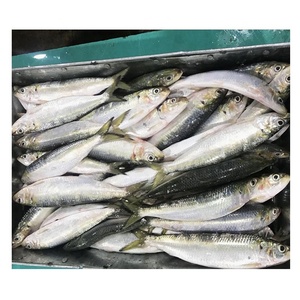 Sardinas Congeladas <span class=keywords><strong>para</strong></span> Enlatar y como <span class=keywords><strong>Cebo</strong></span> - Product Image 1