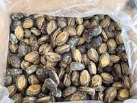 Abalone frais congelé naturel et sain en coquille, plusieurs tailles, produit de poisson sain, abalone congelé