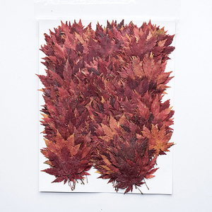 Cái/gói Momiji Lá Khô 12 Bông Hoa Ép Thật Thân Thiện Với Môi Trường Tự Làm Nghệ Thuật - Product Image 2