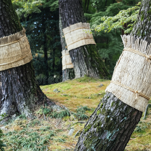 Tapis de carex Offres Spéciales protégeant le protecteur de tronc d'arbre du Vietnam avec des quantités en vrac et de haute qualité - Product Image 1