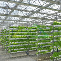 Serre commerciale automatisée pour légumes-feuilles, Technologie hydroponique pour légumes-feuilles, Système hydroponique en serre