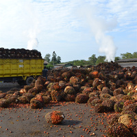 Automatische Industriële Palmolieverwerkingsmachine Voor Palmrode Olie