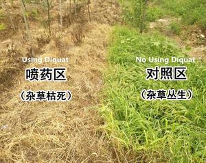 Glifosato IPA 360 g/l Glifosato 30% AS Herbicida No Selectivo para Cultivos Anuales en Huertos de Frutas y Agricultura - Product Image 2