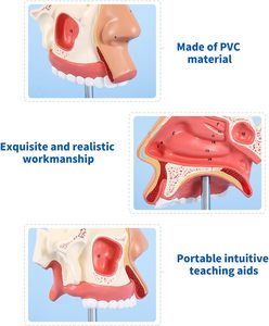 चिकित्सा प्रशिक्षण के लिए नाक गुहा बैंड ब्रैकेट नाक गुहा बैंड ब्रैकेट के साथ ब्रैकेट - Product Image 3