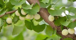 B.C.I Cung Cấp Cải Thiện Bộ Nhớ <span class=keywords><strong>Ginkgo</strong></span> Biloba Bột <span class=keywords><strong>Ginkgo</strong></span> Biloba <span class=keywords><strong>Leaf</strong></span> <span class=keywords><strong>Extract</strong></span> <span class=keywords><strong>10</strong></span> <span class=keywords><strong>1</strong></span> Flavonoid Lactone Powder - Product Image 6