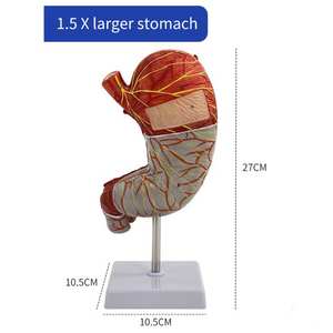 मानव गैस्ट्रिक कॉर्पोनल अनुभाग शरीर रचना रचना रचना रचना मॉडल - Product Image 5