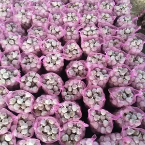 Wholesale cheap Garlic Price -new Crop Pure white garlic in Chinese factory