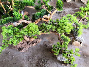 <span class=keywords><strong>Pas</strong></span> <span class=keywords><strong>cher</strong></span> <span class=keywords><strong>aquarium</strong></span> plantes Naturelles - Product Image 5