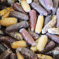Mini friandises naturelles en épi de maïs, bâtonnets à mâcher interactifs pour petits animaux, pour cochons d'Inde, chinchillas et lapins