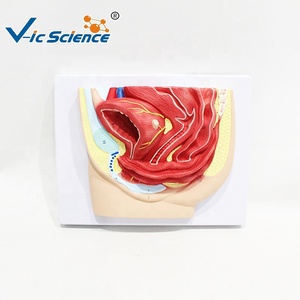 Modèle anatomique de la <span class=keywords><strong>cavité</strong></span> pelvienne féminine en vue sagittale, modèle pédagogique de section sagittale du bassin en gynécologie - Product Image 1