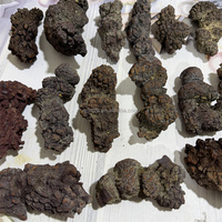 Coprolite de dinosaure naturelle, spécimen fossile authentique de fumier pour collection de minéraux et exposition à domicile