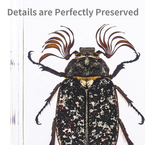 Nhựa Epoxy Nhà Sản Xuất Bất Tự Nhiên Côn Trùng Bug Nhúng Trong Nhựa Bọ Cạp Nhà Máy Bảo Quản Cho Khoa Học Lớp - Product Image 6