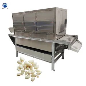 Sbucciatrice automatica per aglio a catena da 400 kg