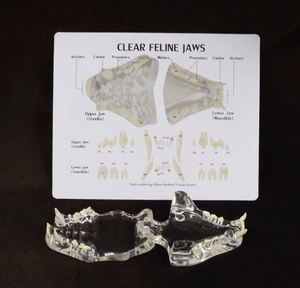 Modelo Anatómico de Dientes de Gato Transparente de PVC para Ciencias Médicas, Modelo de Dientes de <span class=keywords><strong>Felidae</strong></span> - Product Image 4