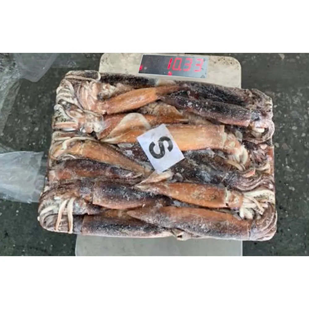 High quality chinese loligo squid frozen argentine illex squid fish whole