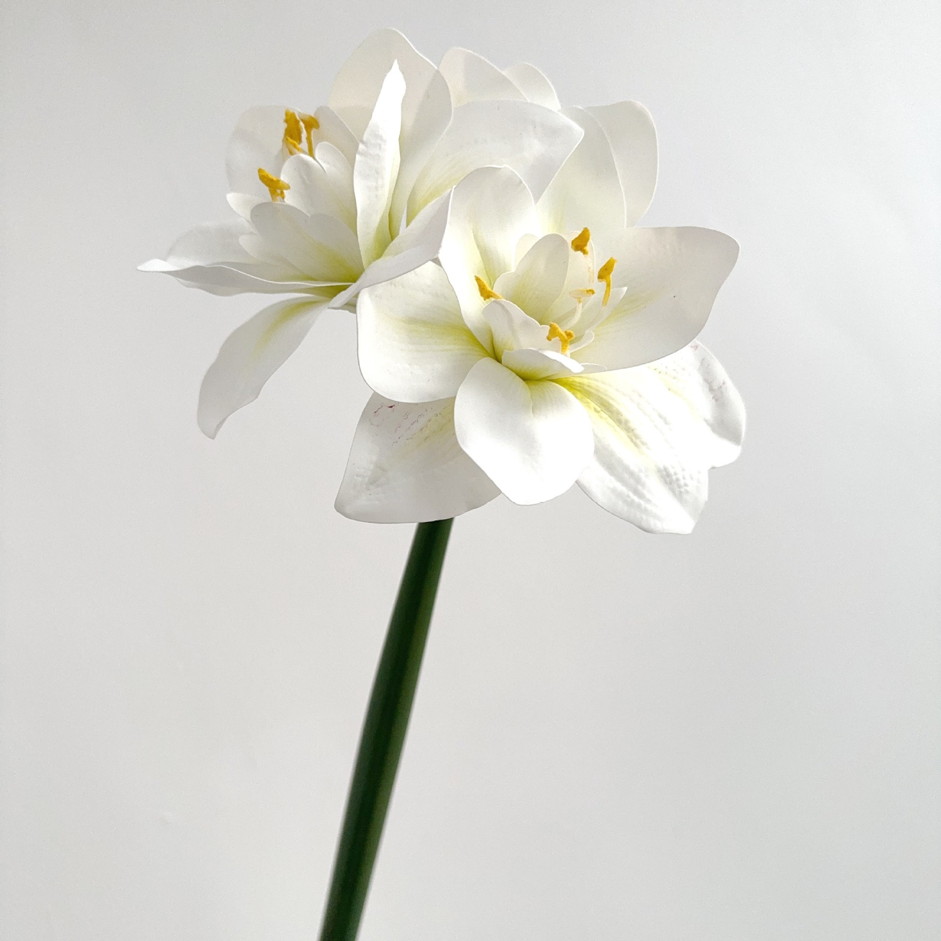 Blanc vert