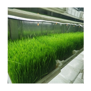 Système hydroponique automatique Sinok 1500 kg/jour pour la production de fourrage |   Conteneur de grande capacité pour la germination de l'orge |   Agriculture verticale à haute efficacité Sk- - Product Image 3
