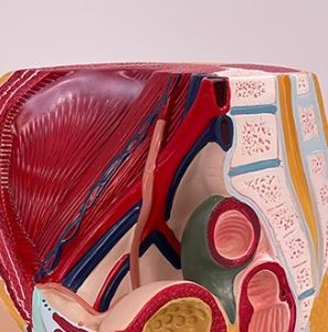 Nữ hệ thống tiết niệu và sinh sản Mẫu giải phẫu y học của cơ thể con người giảng dạy mô phỏng mô hình vùng chậu nữ - Product Image 6