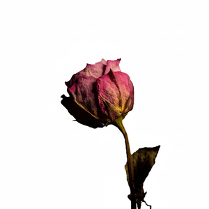 ดอกกุหลาบสีแดงแห้ง | กลีบดอกสำหรับกลิ่นหอมธรรมชาติและผสมชา - Product Image 1