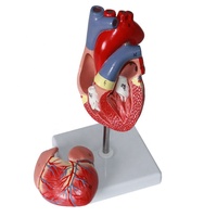 Modèle anatomique de cœur grandeur nature en PVC, qualité supérieure pour l'enseignement et la démonstration en sciences médicales