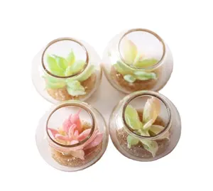 China Beste Goedkope Poppenhuis Miniatuur Planten Aquaria Accessoires Glas Vetplant Potted