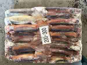 Assurance qualité Vente en gros Calmar <span class=keywords><strong>Illex</strong></span> Argentin congelé Calmar séché rond entier - Product Image 6