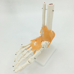 Joint de pied <span class=keywords><strong>humain</strong></span> grandeur nature avec Ligaments modèle pour la Science éducative - Product Image 3