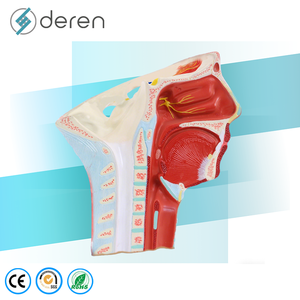Modelo de Agrandamiento de Arterias y Venas de la Cabeza Humana, Herramienta de Enseñanza Anatómica Médica para la Ciencia de los Meridianos de la Cabeza - Product Image 2