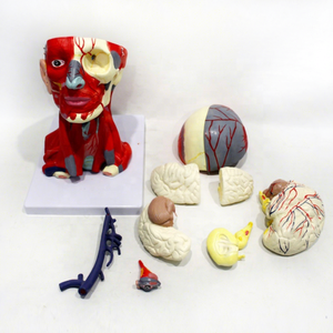 Muscles and <strong>Blood</strong> <strong>Vessels</strong> of the Head and Neck Attached <strong>to</strong> the <strong>Brain's</strong> Ten Components Anatomy Model PVC Material Model - Product Image 1