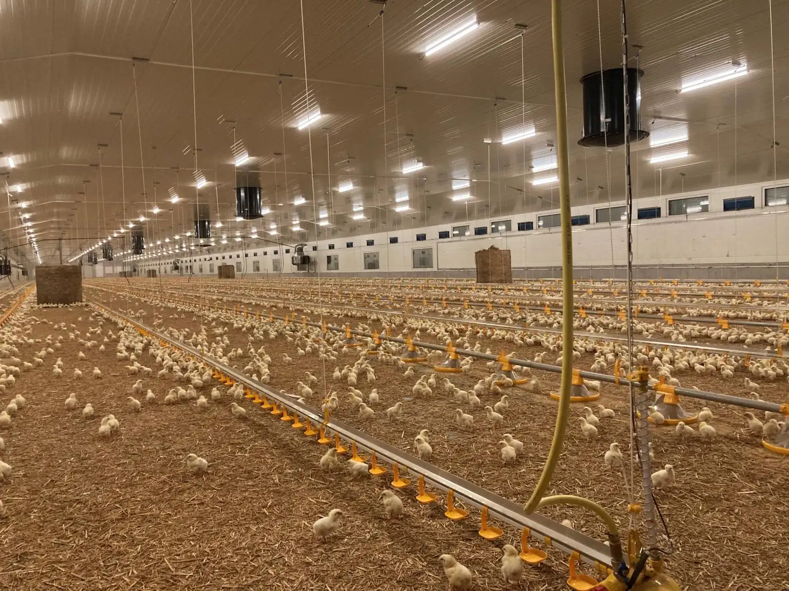 Luzes LED tri-proof à prova de amônia para fazenda de frango e aves IP65 de 4 pés à prova d'água 0-10V reguláveis