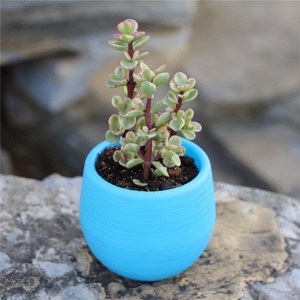 Plantes succulentes décoratives, pots de pépinière en plastique colorés, mini pots de fleurs pour la maison - Product Image 4