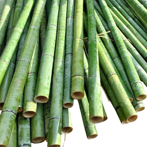 Bambou flexible courbé pour pavillon culturel et construction de maison en bambou Produit de matières premières en bambou - Product Image 6