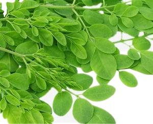 Suministro de fábrica, extracto de hoja de Moringa, polvo de hoja de Moringa Oleifera de alta calidad - Product Image 5