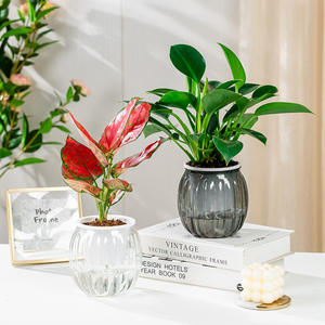 Clair rond <span class=keywords><strong>paresseux</strong></span> bureau mignon jardin jardinières en plastique bonsaï Pot fleur plantes d'intérieur automatique auto arrosage pots de plantes - Product Image 2