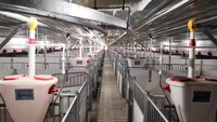 Automatización sistema de cría automatizado estructura de acero vaca cerdo pollo caballo cabra cobertizo granja granero avicultura estable