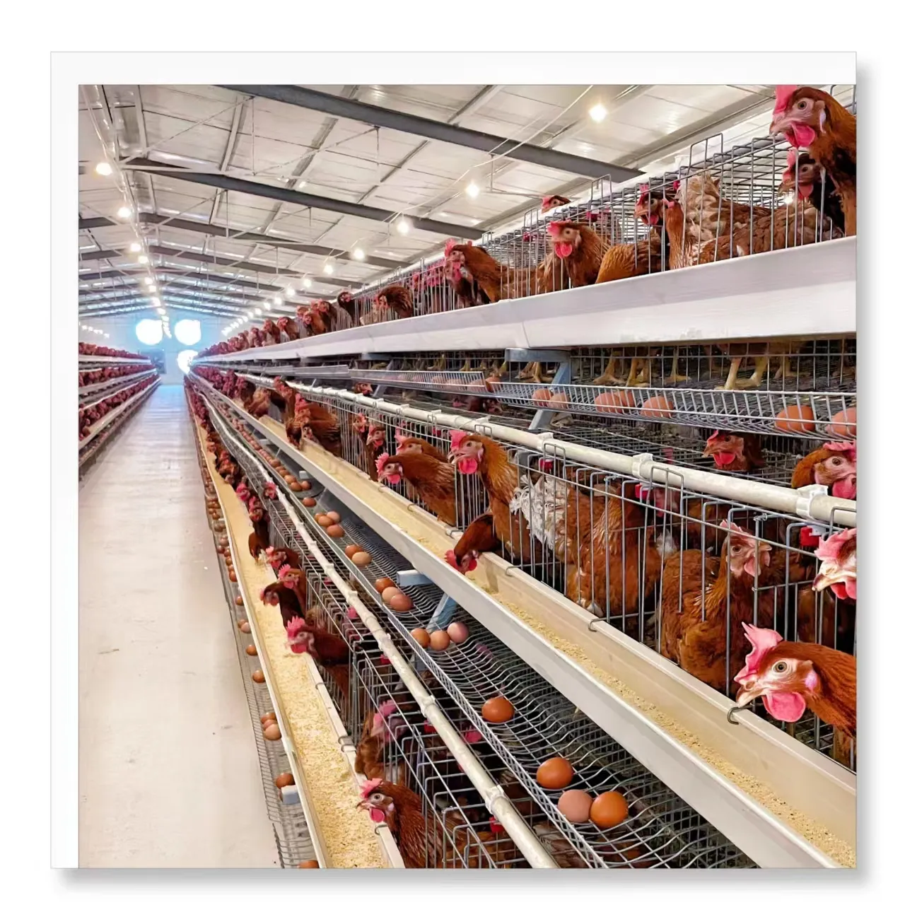 New farming equipment cage layer in 2024 of chicken farm for sale