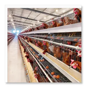 Satılık tavuk çiftliğinin 2024 yılında yeni tarım ekipmanları kafes tabakası