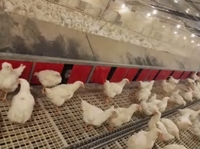 Nouveau Nid de ponte automatique XQD pour poules pondeuses, en acier galvanisé à chaud, garantie 2 ans