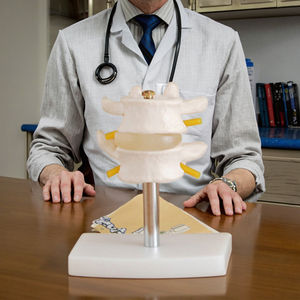 रीढ़ की शारीरिक संरचना शिक्षण मॉडल मानव लंबर रीढ़ सेट (2 पीसी)-रीढ़ के अध्ययन के लिए पेशेवर एनाटॉमी मॉडल - Product Image 6