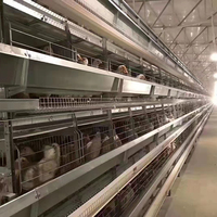 Système de cages automatiques en H pour poulets de basse-cour destiné aux fermes avicoles commerciales, avec équipement d'alimentation, d'abreuvement et de nettoyage du fumier