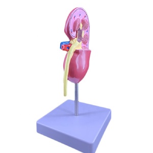 Modelo de Disección de Cavidad Nasal, Maniquí de Tamaño Real, PVC Avanzado con Tacto Realista, Modelo de Entrenamiento Médico - Product Image 5