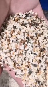 <span class=keywords><strong>SAN</strong></span> HE ZHONG Clasificador automático de color de semillas 1 tonelada por hora Clasificador de semillas de sésamo para limpieza y clasificación de semillas - Product Image 3