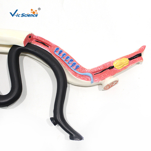 Modello Ingrandito di Schistosoma con Copula Maschile e Femminile Staccabile, Modello Anatomico del Parassita per l'Insegnamento della Parasitologia CE/ISO/ROHS/CNAS - Product Image 6