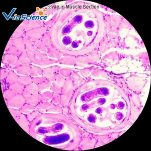 Juego de Portaobjetos Preparados de Parasitología para Ciencias Médicas, Portaobjetos de Parasitos para Microscopio - Product Image 6
