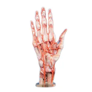 Dijital İnsan Model el Dissected Arteries 3D baskı anatomi modeli Modern eğitim için tıbbi anatomik öğretim aracı