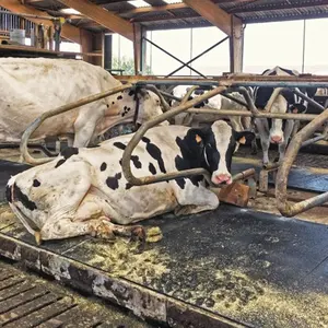 用于牧场农场床床垫的优质牛垫的回收橡胶牛垫